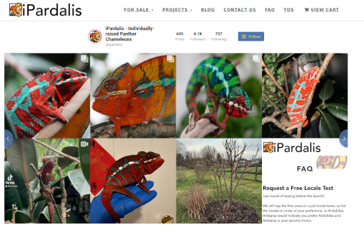 An ecommerce page with a grid of vivid panther chameleon photos and a social feed